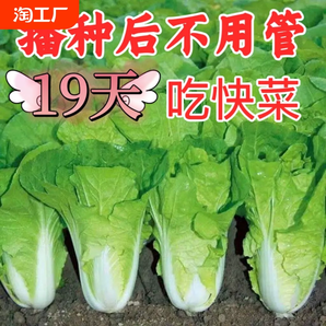 19天速生快菜上海青四季播種雞毛菜種籽農(nóng)家矮腳小青菜種孑蔬菜種