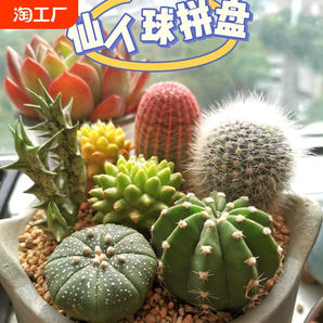 名貴多肉植物組合盆栽綠植花卉肉肉帶盆好養(yǎng)精品老樁仙人球九尾狐