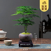 KaiShiguo Plants 開時果 文竹盆景植物 舍得紫砂盆+苔蘚+方形底座