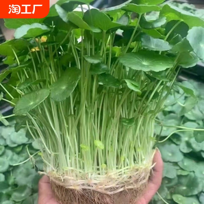 銅錢草水培植物室內(nèi)外盆栽客廳金錢草植物花卉綠植凈化空氣精品