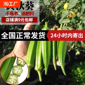 黃葵種籽羊角豆四季春高產(chǎn)盆栽蔬菜種孑水果紅綠秋葵種子西葫蘆