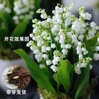 無(wú)品牌 鈴蘭花盆栽種球 顏色分類：鈴蘭帶芽1棵