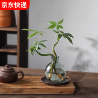 八芽 發(fā)財樹小盆栽花卉水培植 雙桿發(fā)財樹-小藍瓶-含紫砂托