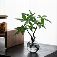 恭喜发财水培植物发财树