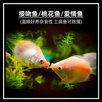 亲嘴鱼接吻鱼2~3cm10条