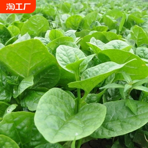 大葉木耳菜種子騰菜紫角葉陽臺(tái)盆栽豆腐圓形貓耳朵菜種子蔬菜種籽