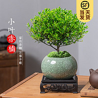 KaiShiguo Plants 開時(shí)果 小葉赤楠盆景擺件