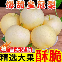 皇金蜜正宗河北赵县皇冠梨新鲜雪梨当季新梨水果整箱包邮源头生鲜直发5斤装（净重4.5斤6-9个）