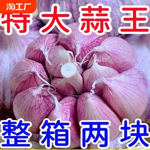 【首單直降】大蒜頭批發(fā)干蒜紫皮大蒜頭干蒜特大新鮮大蒜批發(fā)包郵