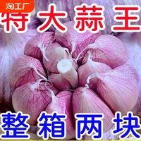 【首单直降】大蒜头批发干蒜紫皮大蒜头干蒜特大新鲜大蒜批发包邮