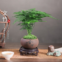 KaiShiguo Plants 開時(shí)果 文竹盆栽桌面擺件盆景 文竹（舍得紫砂盆+苔蘚+底座）