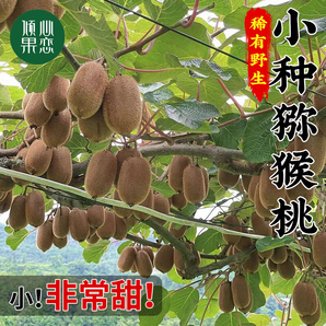傾心果戀貴州修文獼猴桃 貴長(zhǎng)綠心獼猴桃新鮮水果純甜奇異果生鮮水果禮盒 野生小果12粒單果50-70g