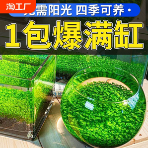 水草泥生態(tài)瓶水培植物客廳對(duì)葉水草種子桌面景觀擺件創(chuàng)意玻璃魚(yú)缸