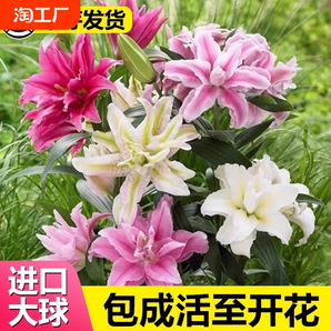 進(jìn)口香水百合花種球盆栽大麗花卉綠植物室內(nèi)好養(yǎng)活四季開(kāi)花郁金香