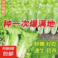 快菜四季奶油快菜種子 1包約1000粒