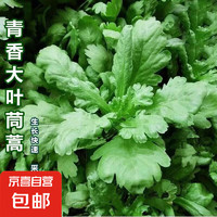 青香大葉茼蒿種子 1包約1000粒