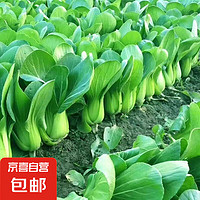 上海青種子 1包約1000粒 家居家裝鮮花園藝