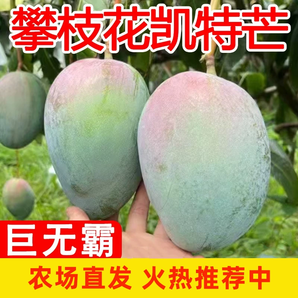 熱帶新鮮水果四川攀枝花凱特芒果應(yīng)當(dāng)季凱特芒甜心芒大果整箱包郵