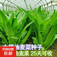 JX 京喜 蔬菜種子四季播盆栽陽(yáng)臺(tái)庭院油麥菜種子1包約1000粒