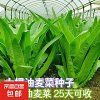 JX 京喜 蔬菜種子四季播盆栽陽臺(tái)庭院油麥菜種子1包約1000粒