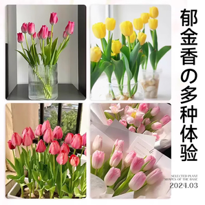 歐悟重瓣帶芽水仙花種球盆栽 百合花種球郁金香水養(yǎng)綠植花卉室內(nèi)盆栽 混色郁金香球3顆+肥料