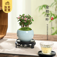 KaiShiguo Plants 開時果 金枝玉葉盆栽多肉植物盆景 辦公室內(nèi)桌面花卉小綠植源頭直發(fā)包郵 哥窯淺藍(lán)盆+苔蘚+底