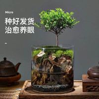 綠植花卉 生命之樹 懶人養(yǎng)魚苔蘚微景觀 2年赤楠養(yǎng)魚水陸缸