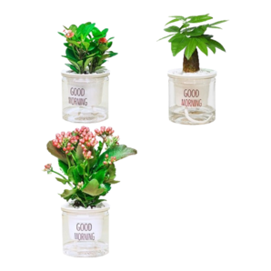 九千谷發(fā)財樹綠植盆栽長壽花卉鐵海棠虎刺梅金邊吊蘭盆景源頭直發(fā)8050