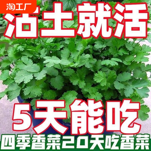 四季大葉香菜種子菠菜蘿卜辣椒番茄盆栽庭院蔬菜種四季小葉香菜籽