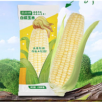 五谷頌 白糯玉米 250g*8支