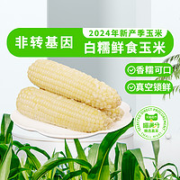 喵滿分 白糯玉米 250g*8根