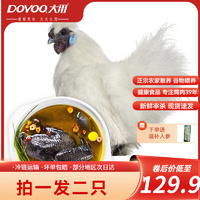 大用（DOYOO） 烏雞950g/只燉雞湯土雞月子雞 十全烏骨雞 農(nóng)家散養(yǎng)土雞