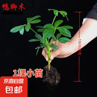 JX 京喜 發(fā)財(cái)樹鴨腳木盆栽四季常青桌面防輻射花卉盆景 八方來財(cái) 送肥料