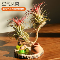花點(diǎn)時(shí)間 郁金香種球鮮花切枝云南昆明基地 3顆空氣鳳梨+2個(gè)小烏龜+1個(gè)裝飾木臺(tái)
