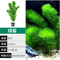 SARYOR 森悠 綠菊水草 4盆 20-24顆