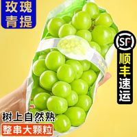 御品一園 陽光玫瑰3/5斤整串晴王葡萄青提無籽提子香印新鮮水果