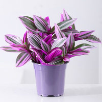 花財主 婚禮紫蘭露陽臺室內(nèi)辦公桌水培植物好養(yǎng)綠植花卉 油畫吊蘭1盆(原盆) 帶盆栽好