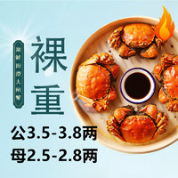 HUXIANYANGCHENG 湖鮮陽(yáng)澄 大閘蟹 去繩足重 公3.5-3.8兩母2.5-2.8兩5對(duì)10只