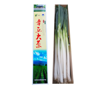 京地達(dá)正宗山東章丘大蔥4.5斤禮盒 精品鮮葉新鮮蔬菜特產(chǎn)源頭直發(fā)包郵