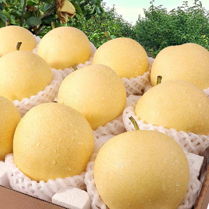 某寶買菜農(nóng)場直發(fā)！河北正宗白皇冠梨 帶箱5斤