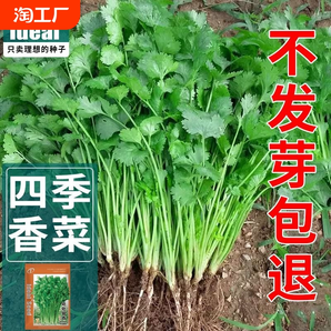 四季香菜種籽大葉芫荽種子農(nóng)家老品種速生耐熱香菜籽蔬菜種子大全