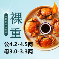 HUXIANYANGCHENG 湖鮮陽(yáng)澄 去繩足重 公4.2-4.5兩母3.0-3.3兩4對(duì)8只 鮮活螃蟹年貨禮盒裝