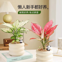 花財(cái)主 北歐ins綠植陶瓷盆栽