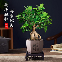 卉軒居 四季常青小榕樹盆栽 小榕樹15-20cm 含盆