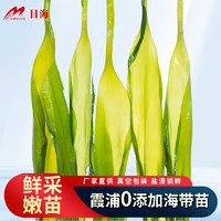 Muhai 目海 鮮嫩海帶苗 鹽漬海帶牙 裙帶菜 海鮮水產(chǎn) 海帶湯