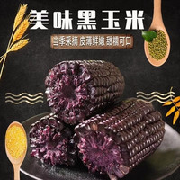 甜糯黑玉米 8根 2240g