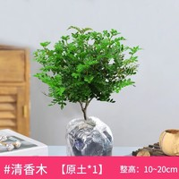 狄古 3年清香胡椒木中苗（原土無(wú)盆）+肥料