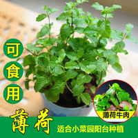 長耕 可食用薄荷種子貓薄荷葉種籽 檸檬貓薄荷1克約千粒