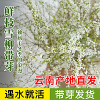 籬趣 雪柳鮮枝帶芽花苞水培植物 20枝 60-75CM