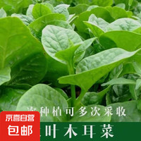 大葉木耳菜種子 1包約120粒